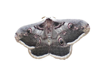 butterfly papillon schmetterling - Gratis animeret GIF