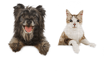 dog with cat bp - 免费PNG