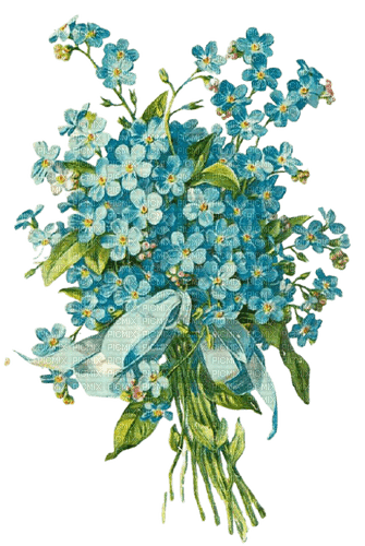 forget me not - бесплатно png