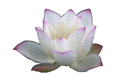 flor de loto - GIF animasi gratis