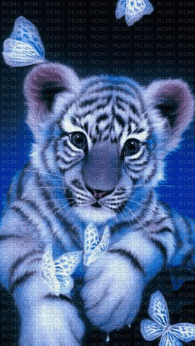 Rena Tiger blue Baby animiert - Free animated GIF