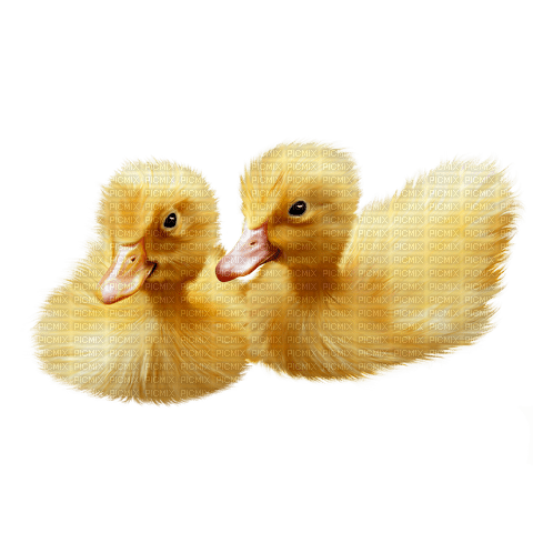Ducklings.Canetons.Patitos.Victoriabea - PNG gratuit