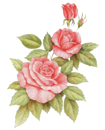 drei Rosen, rosa - безплатен png