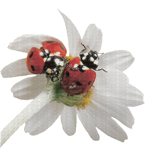Blume, Marienkäfer - Gratis animerad GIF