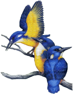 oiseau bleu.Cheyenne63 - GIF animasi gratis