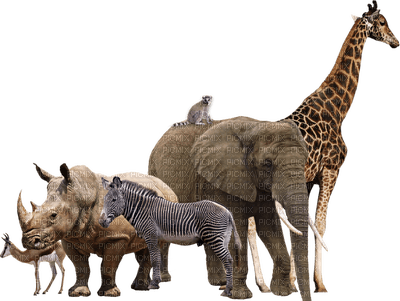 Africa animals bp - png gratis