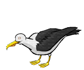 Seagull - GIF animasi gratis