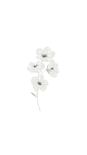 VanessaVallo _crea- white flowers - png gratuito