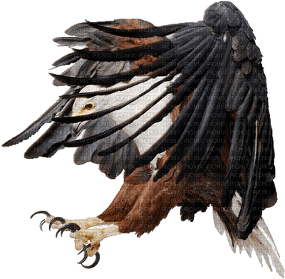 Eagle - Free PNG