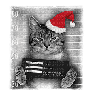 cat chat katze  animal fun   christmas noel xmas weihnachten Navidad рождество natal tube - bezmaksas png