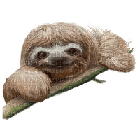 sloth - PNG gratuit