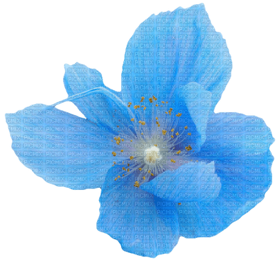 lotus flowers bp - png ฟรี