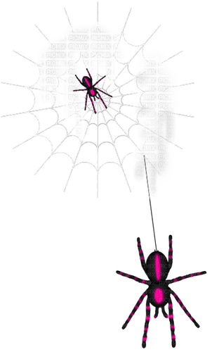 Spiders.Web.White.Black.Pink - zdarma png