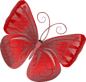 Schmetterling - zdarma png