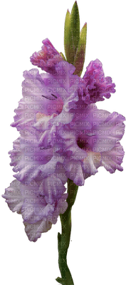 patymirabelle fleurs - 免费PNG