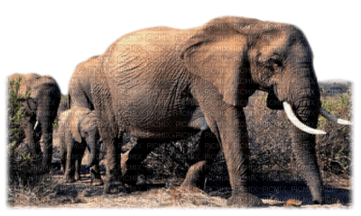 Kaz_Creations Elephants Elephant - ücretsiz png