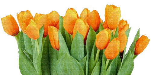 Frühling, Blumen, Tulpen, Flowers - Free animated GIF