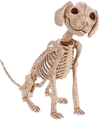 Dog Skeleton - PNG gratuit