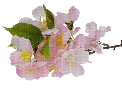 Kirschblüten - nemokama png