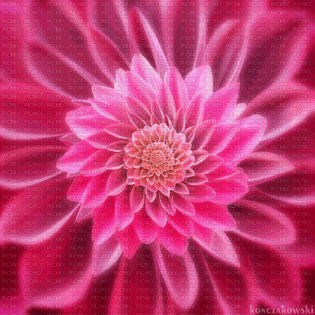 ani-blomma-flower.pink--rosa - Бесплатный анимированный гифка