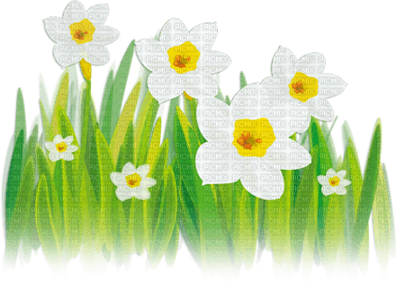 soave deco flowers spring field border daffodils - фрее пнг