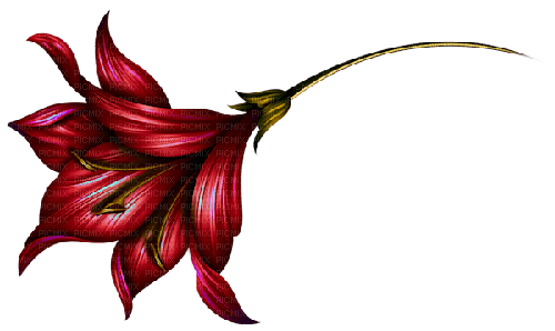 red flower - ücretsiz png