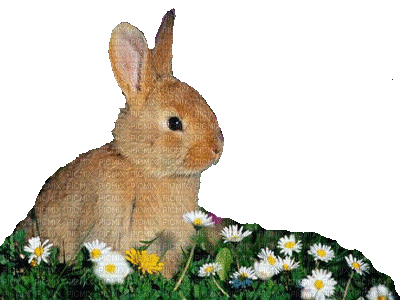 rabbit katrin - GIF animado gratis