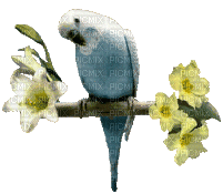 птицы - GIF animado grátis
