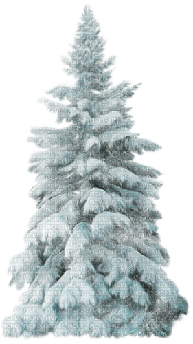 träd gran----fir tree - png gratuito