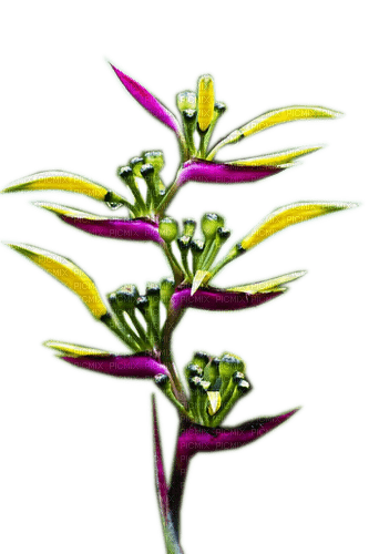 Rena Exotic Flower - gratis png