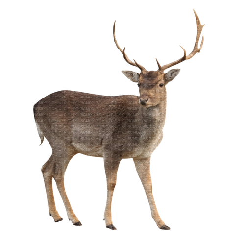 antelope - фрее пнг