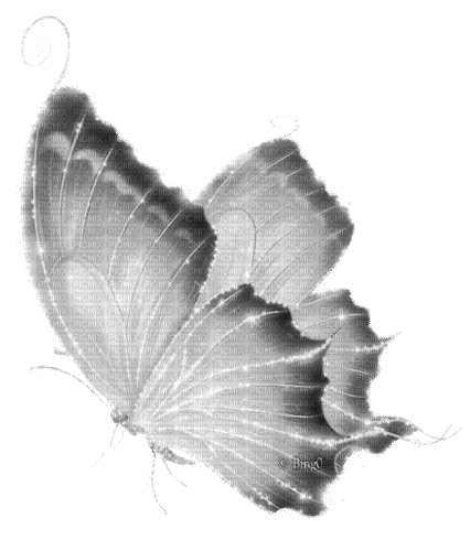 Y.A.M._Fantasy butterfly black-white - Animovaný GIF zadarmo
