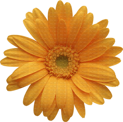 Kaz_Creations Flowers Flower - бесплатно png