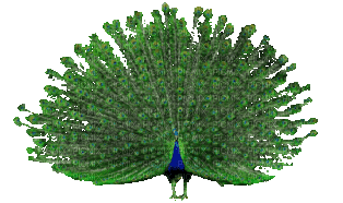 Peacock - Bezmaksas animēts GIF