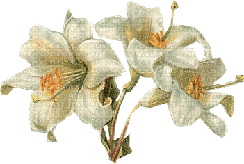 flowers anastasia - bezmaksas png