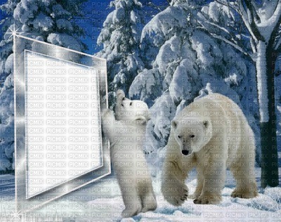 winter-bear - ingyenes png