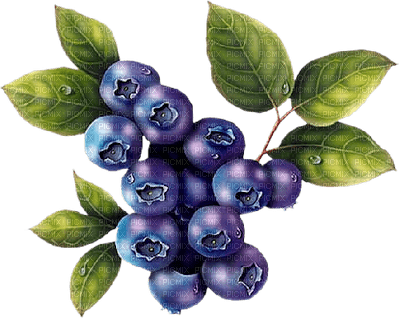 blueberries bp - zdarma png