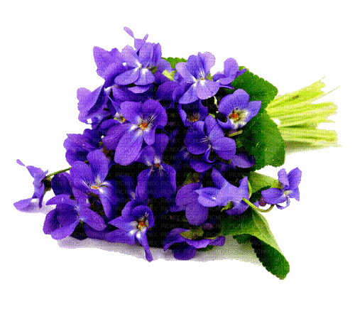 maj violettes - Gratis animerad GIF