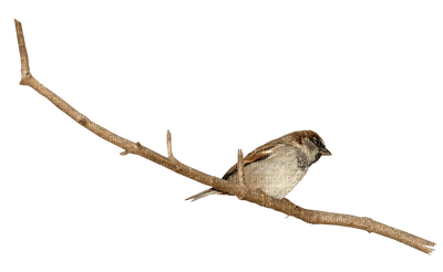birds anastasia - безплатен png