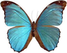 Kaz_Creations Butterfly - PNG gratuit