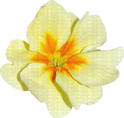 Kaz_Creations Deco Flower Colours - безплатен png