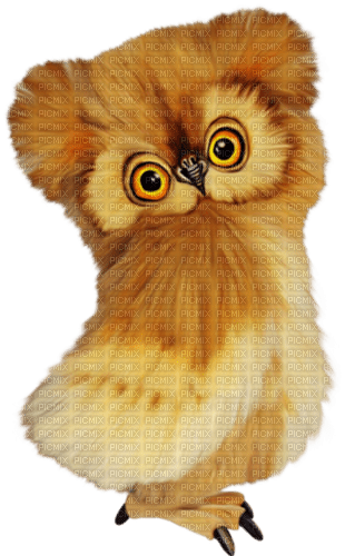 Owl - Bogusia - png grátis
