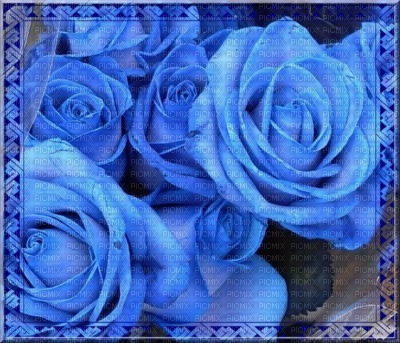 les roses bleues - PNG gratuit
