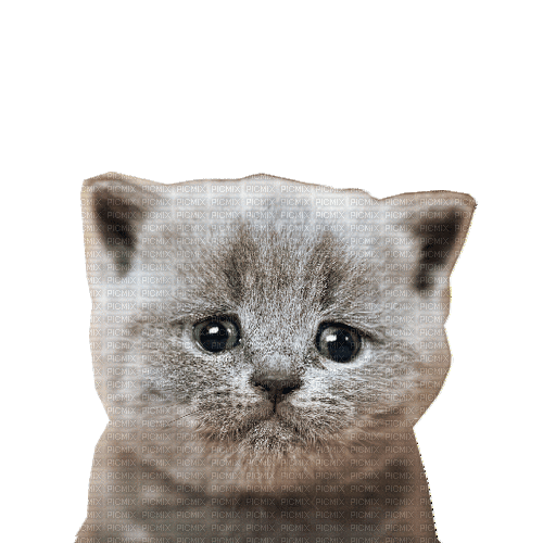 Nina cat sad, nina , cat , sad , funny , cute , animals , crying - GIF  animé gratuit - PicMix