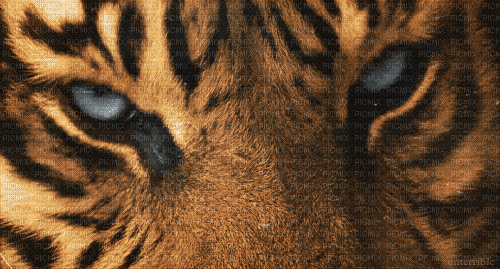tiger - 免费动画 GIF