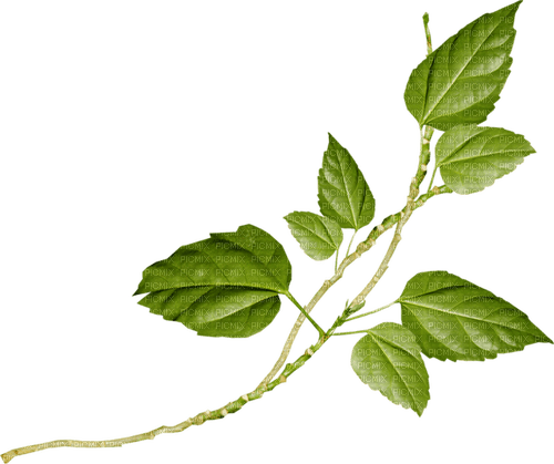 dolceluna deco leaf - PNG gratuit