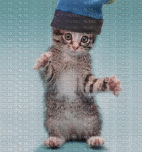 chat qui danse - GIF animado grátis