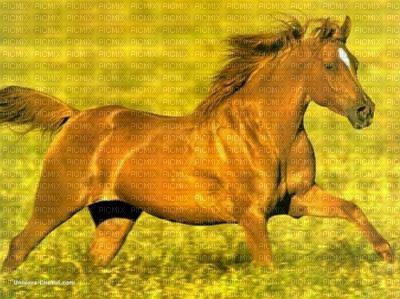 cheval au galop - darmowe png