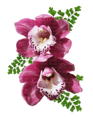orchids pink bp - ücretsiz png
