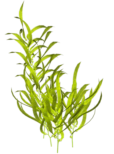 water plant - kostenlos png